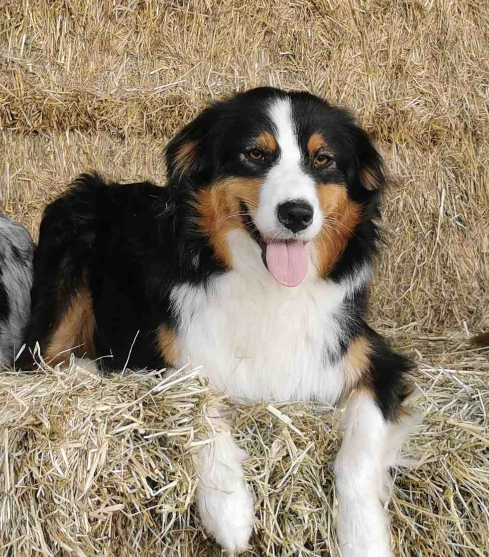 Seigneur des A Eowyn Des Allées Brumeuses
