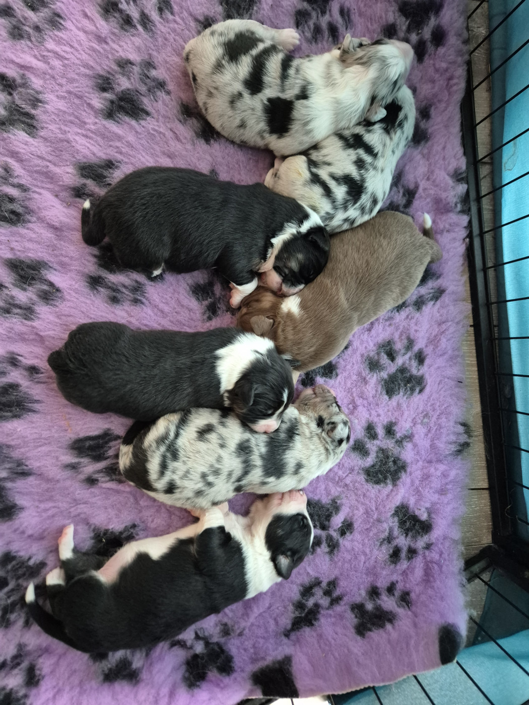 Chiot Berger Australien Djenny Cariot