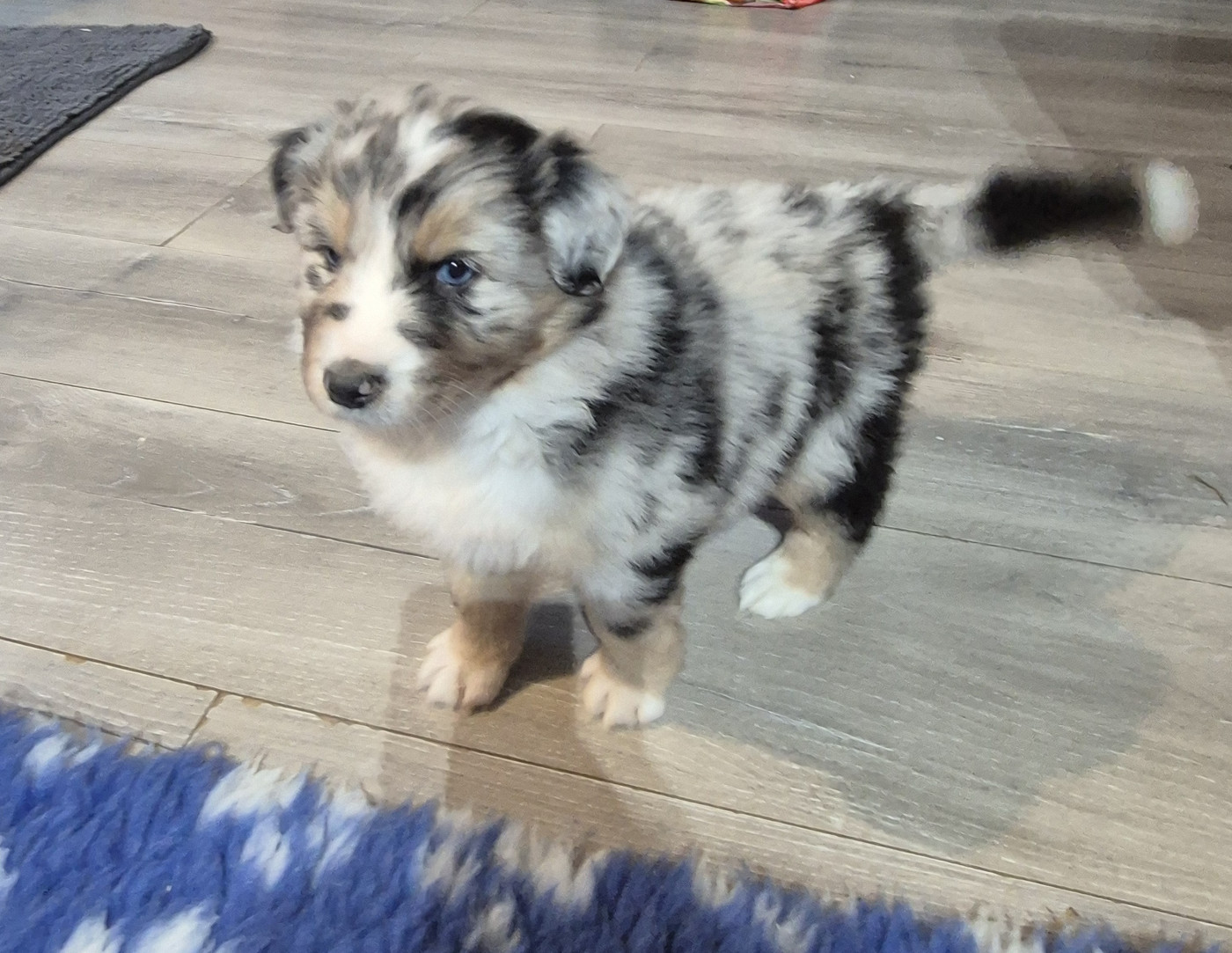 Djenny Cariot - Chiots disponibles - Berger Australien