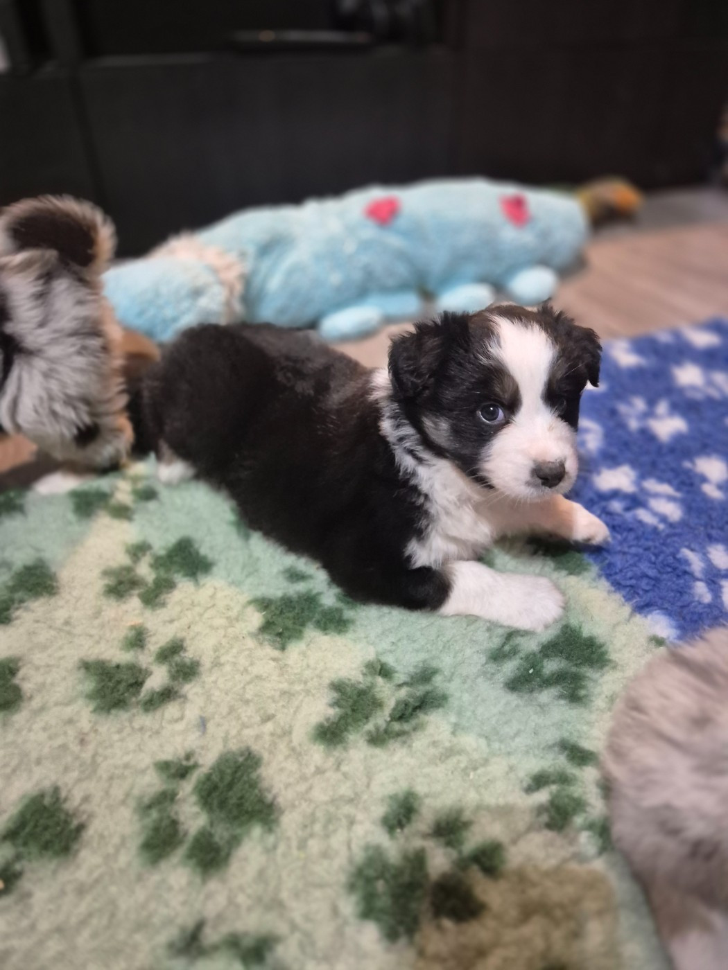 Djenny Cariot - Chiots disponibles - Berger Australien