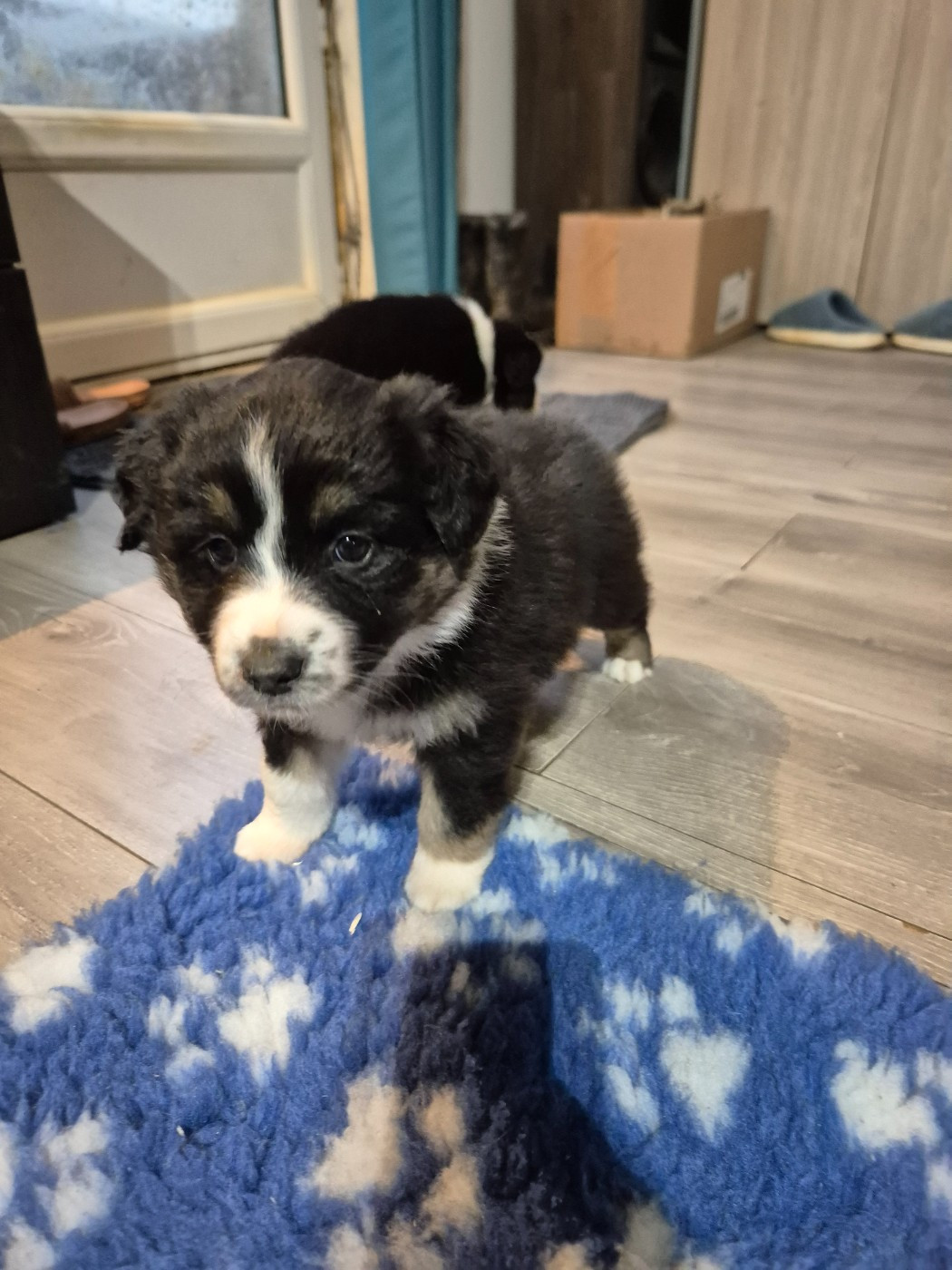 Djenny Cariot - Chiots disponibles - Berger Australien