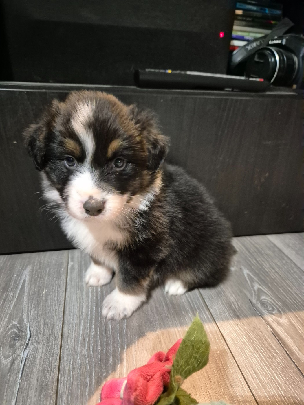 Djenny Cariot - Chiots disponibles - Berger Australien